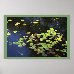 Water Lilies Photo Poster