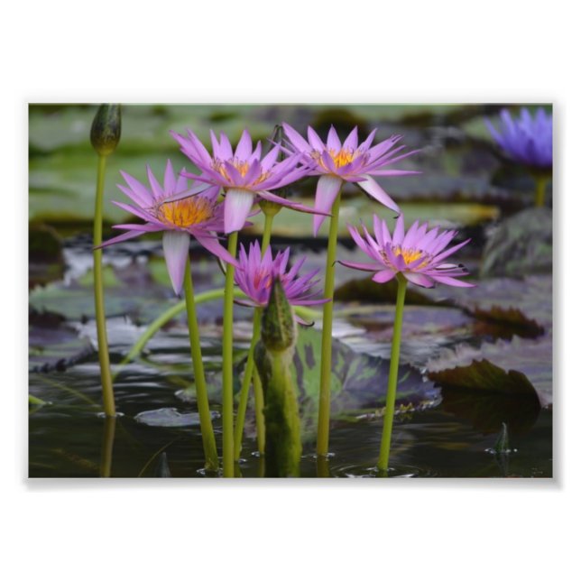 Water Lilies! Photo Print (Front)