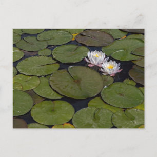 WATER LILIES POSTCARD