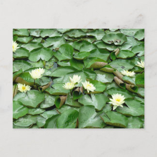 Water Lilies Postcard