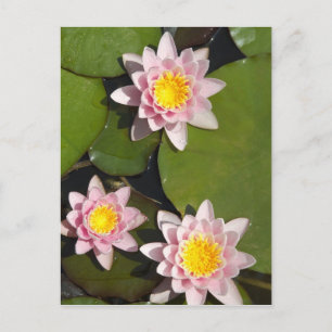 Water lilies postcard