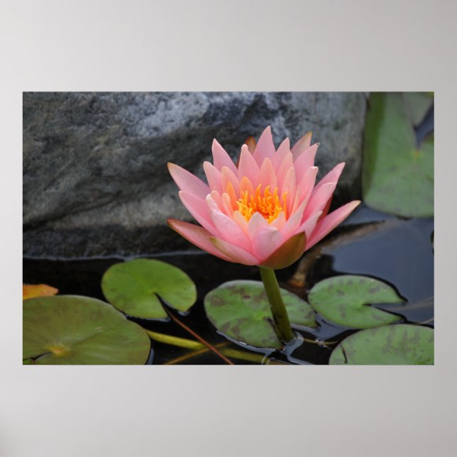 Water Lilies Poster (Front)