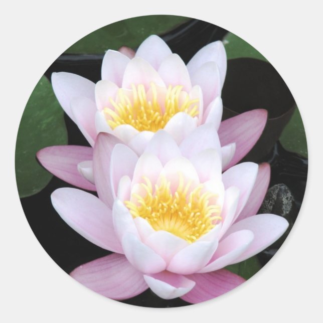 Water Lilies Round Sticker (Front)