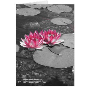 water lillies