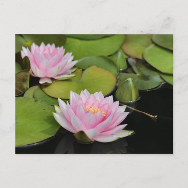 Water Lillies Postcard (Front)