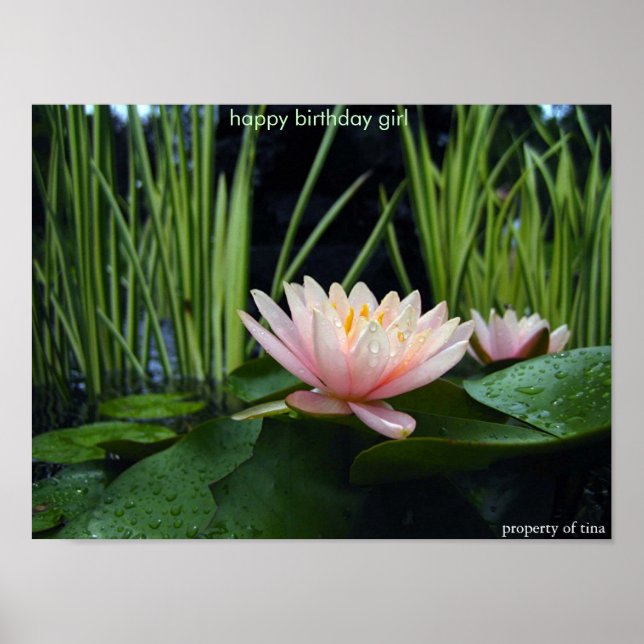 Water lilly after rain poster (Front)