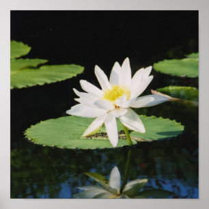 water lilly,  Brent Houston Photography Poster