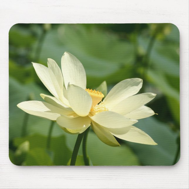 Water lilly flower mouse pad (Front)