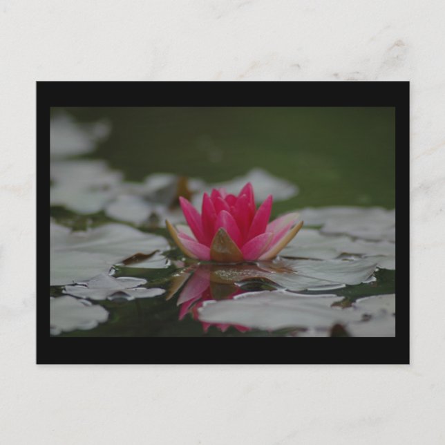 Water Lilly Postcard (Front)