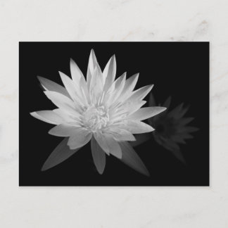Water Lilly Postcard