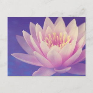 Water Lilly Postcard
