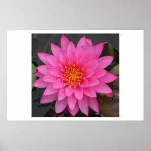 Water Lilly Poster