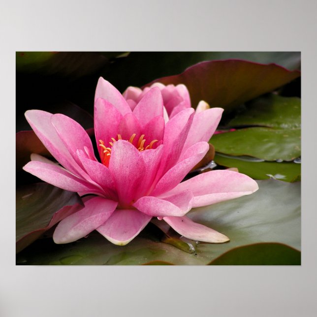 Water lilly Poster (Front)