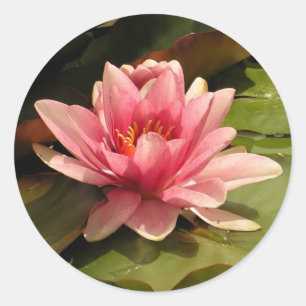 Water lilly Sticker