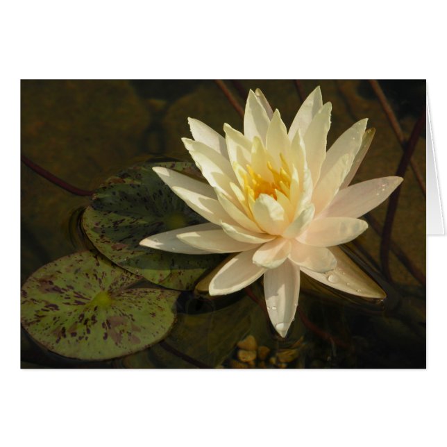 Water Lily (Front Horizontal)