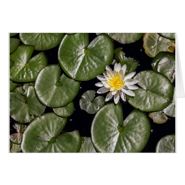 Water Lily (Front Horizontal)
