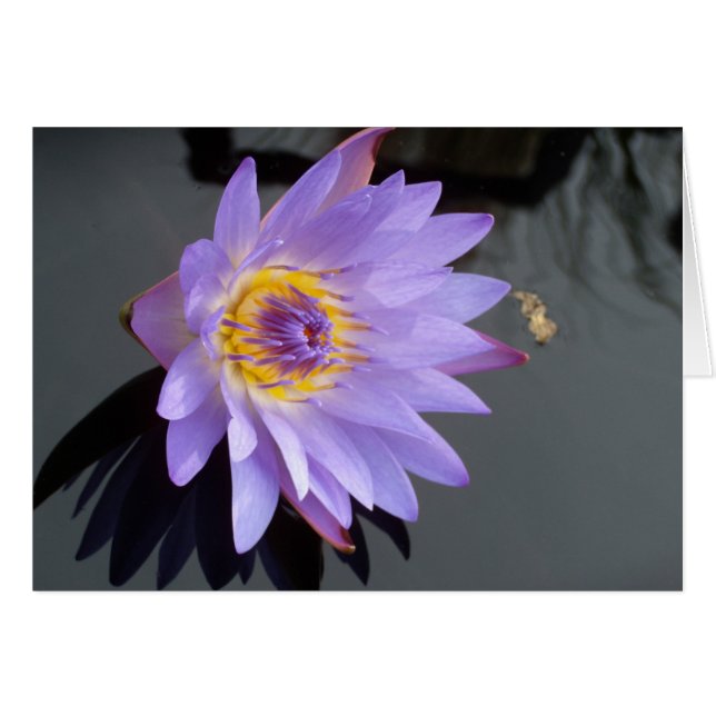 Water Lily (Front Horizontal)