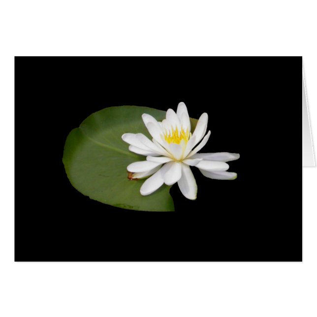 Water Lily (Front Horizontal)