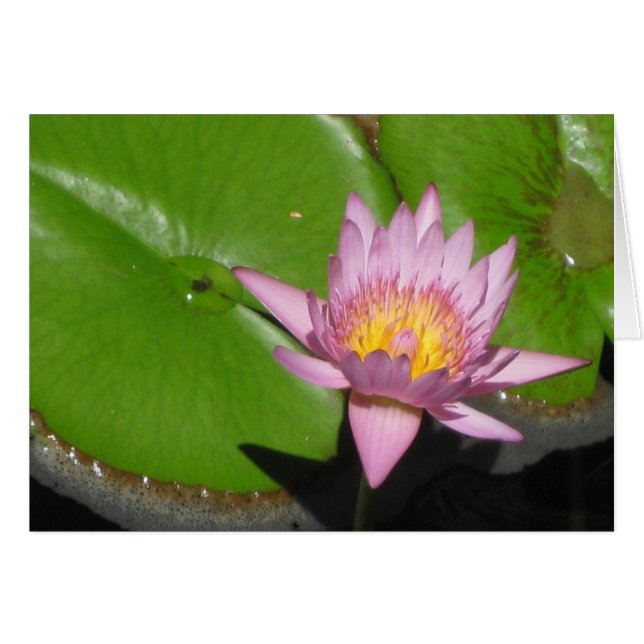 Water Lily (Front Horizontal)