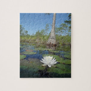 Water Lily 2 Jigsaw Puzzle
