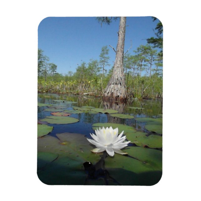 Water Lily 2 Magnet (Vertical)