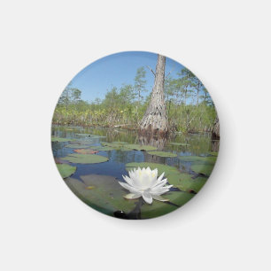 Water Lily 2 Magnet