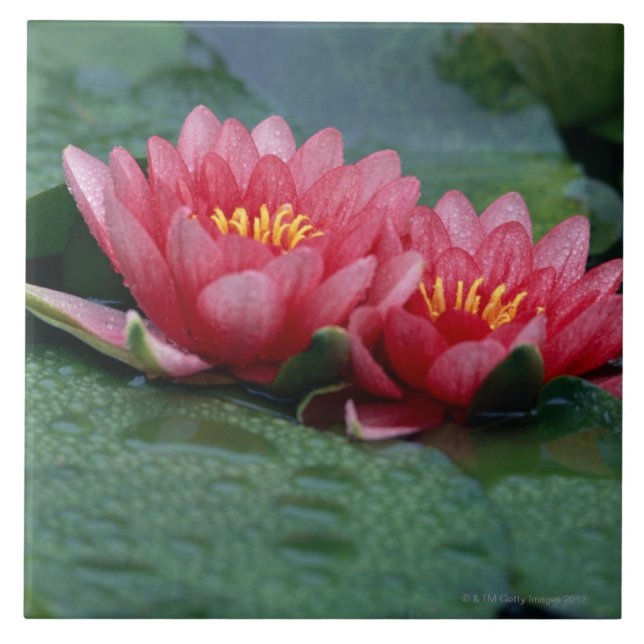 Water Lily 2 Tile (Front)
