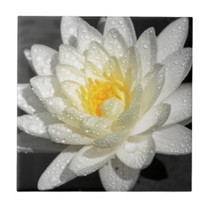 Water Lily 3 Tile