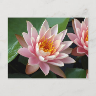 Water Lily Beauty Announcement Postcard