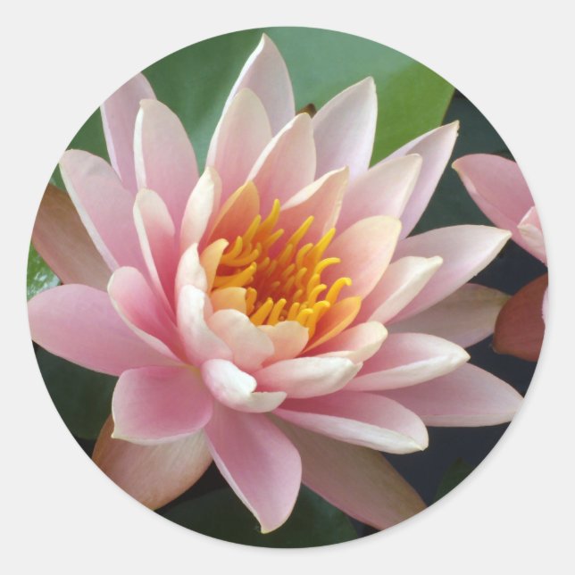 Water Lily Beauty Classic Round Sticker (Front)