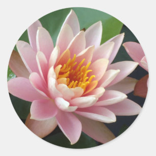 Water Lily Beauty Classic Round Sticker