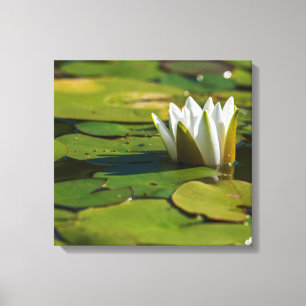 Water Lily Blossom Canvas Print