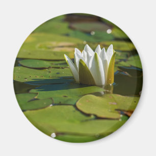 Water Lily Blossom Magnet