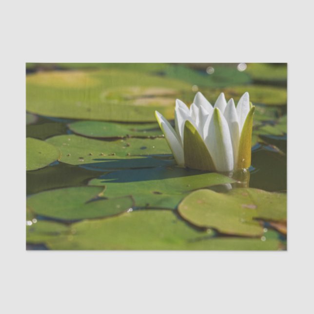 Water Lily Blossom Tissue Paper (Front)