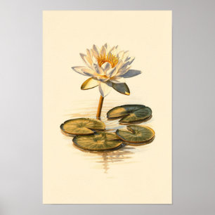 Water Lily Botanical Study – 12 x 18 Poster