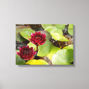 Water Lily Canvas Print