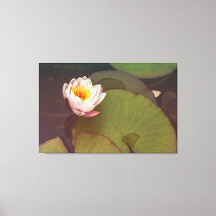 Water Lily Canvas Print