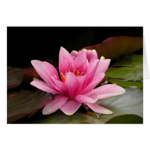 Water Lily Card
