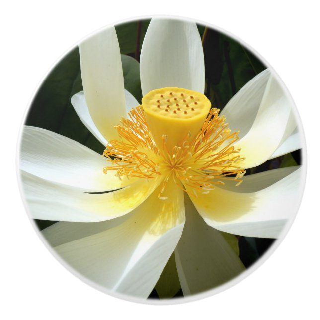 Water Lily Ceramic Knob (Front)