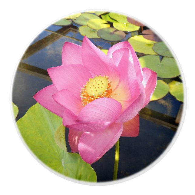 Water Lily Ceramic Knob (Front)