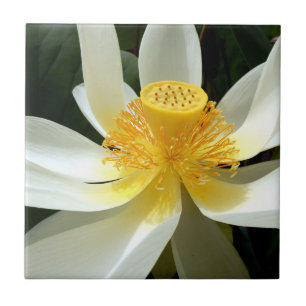 Water Lily Ceramic Tile