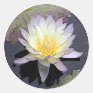 Water Lily Classic Round Sticker