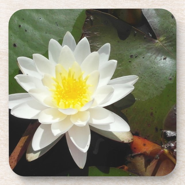 Water Lily Coaster (Front)