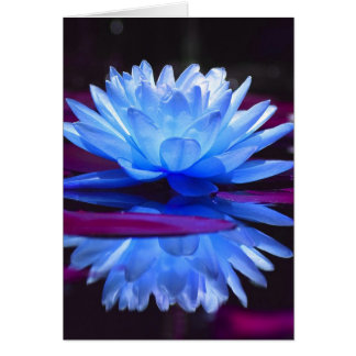 Water Lily Dream