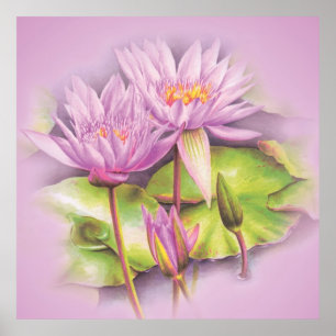 Water lily fine art botanical poster print