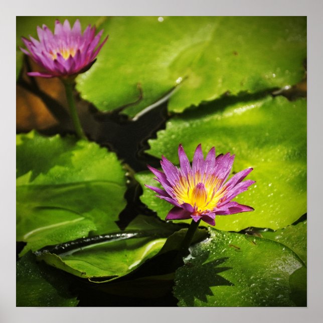 Water lily flower (Lotus) Poster (Front)