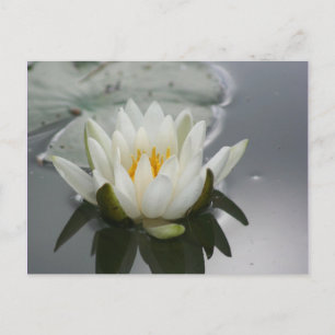Water Lily Flower Photography Postcard