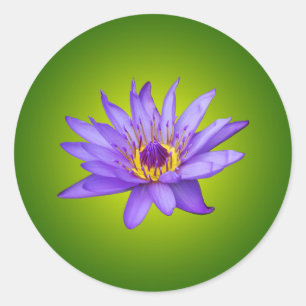 Water Lily Flower Pond Aquatic Purple Water Bloom Classic Round Sticker