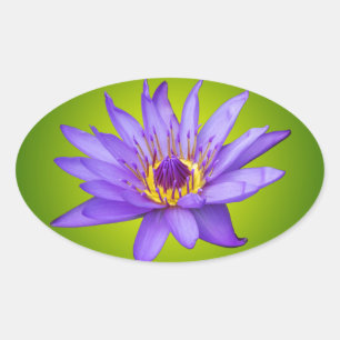 Water Lily Flower Pond Aquatic Purple Water Bloom Oval Sticker