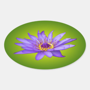 Water Lily Flower Pond Aquatic Purple Water Bloom Oval Sticker